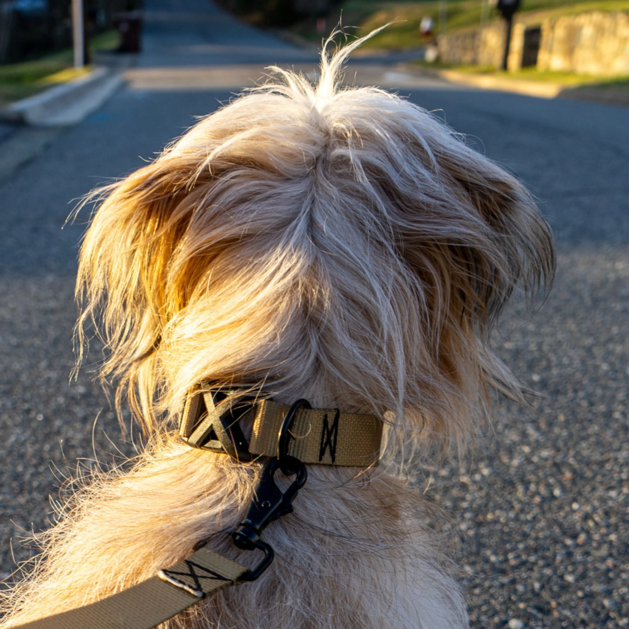 Dog Collar Kit - Image 5
